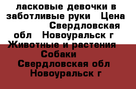 ласковые девочки в заботливые руки › Цена ­ 15 000 - Свердловская обл., Новоуральск г. Животные и растения » Собаки   . Свердловская обл.,Новоуральск г.